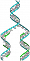297px-DNA replication split svg.png