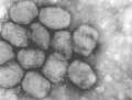Smallpox virus.jpg